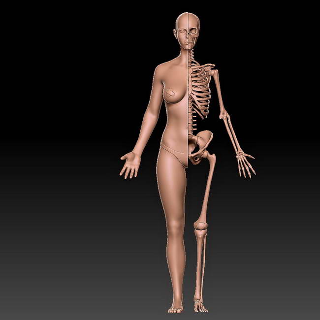 女性艺用骨骼解剖学