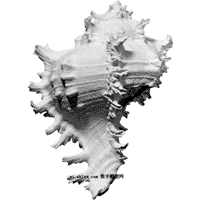海螺3D扫描模型