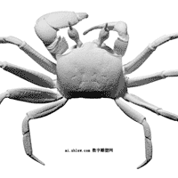 幽灵蟹3D扫描模型