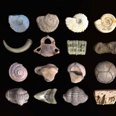 贝壳类化石3D模型
