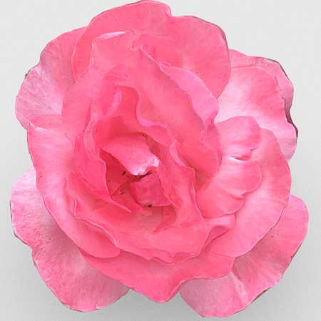 粉红玫瑰3D模型