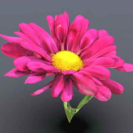 红菊花3D模型