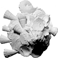 异蜗牛海贝3D模型